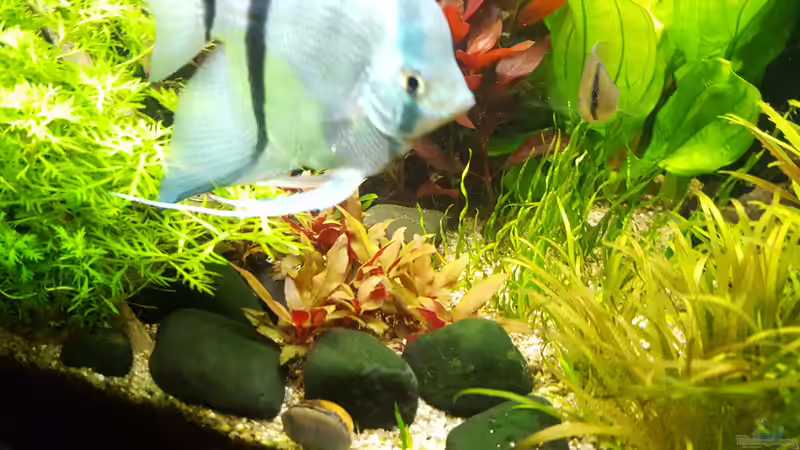 schwarze Kiesel von Mel (29)