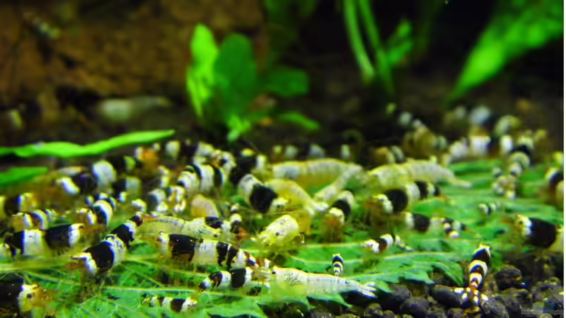 schwarze Mischer von ob64 (13)