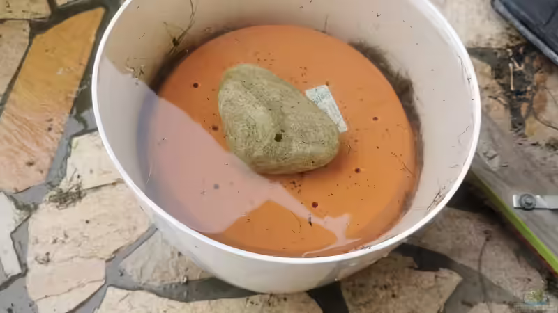 Schwarze Mückenlarven Zucht  von Stevo069 (8)