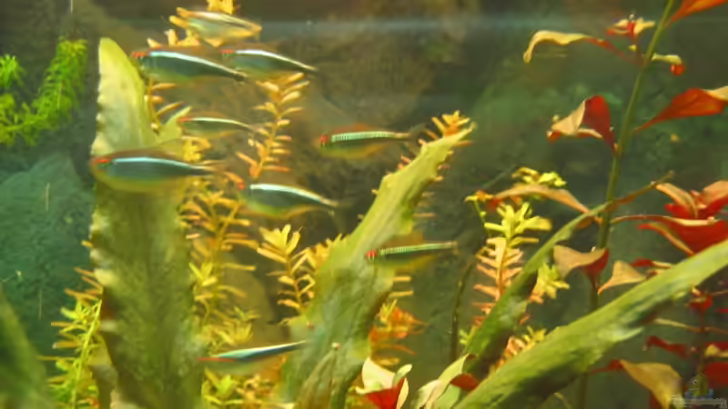 schwarze Neon von Schred (8)