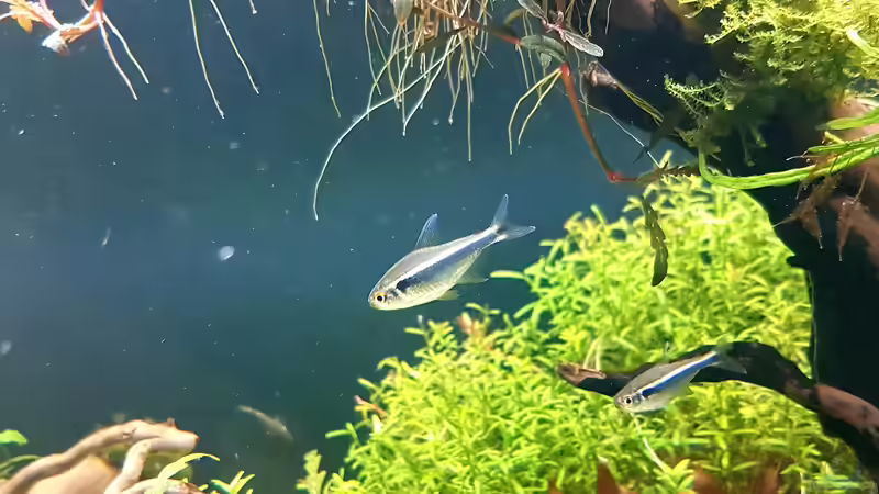 Schwarze Neons  von Köllebärbling (36)