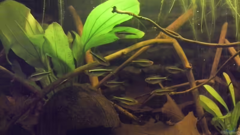 Schwarze Neonsamler von Patrick Scheffer (3)