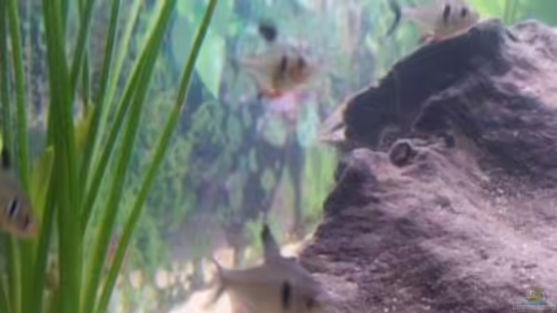 Schwarze Phantomsalmler (Hypessobrycon megalopterus) von Sascha K. (2)