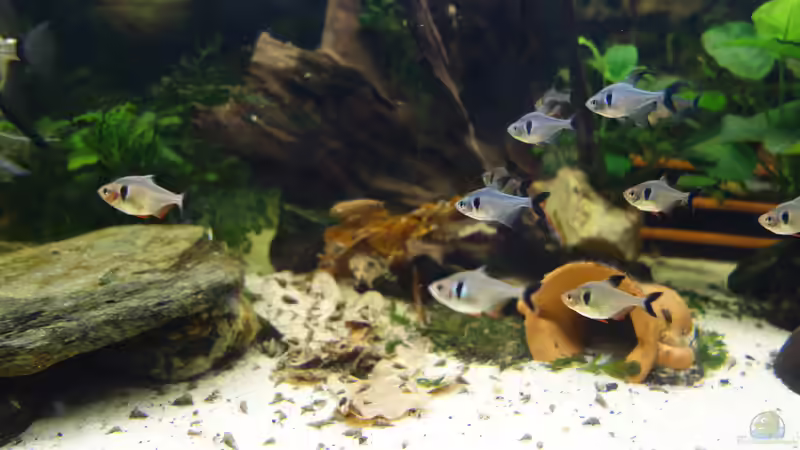 Schwarze Phantomsalmler im Vordergrund. Neue Eichelaub-Ecke im Hintergrund. von Ba Bu (31)