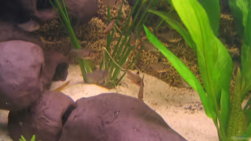 Schwarze Phantomsalmler von HaubeDeluxe (3)