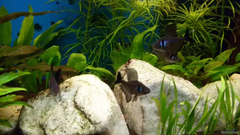 Schwarze Phantomsalmler von Sascha Nagy (10)