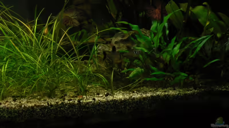 Schwarze Phantomsalmler von Zapfenmanderl (36)