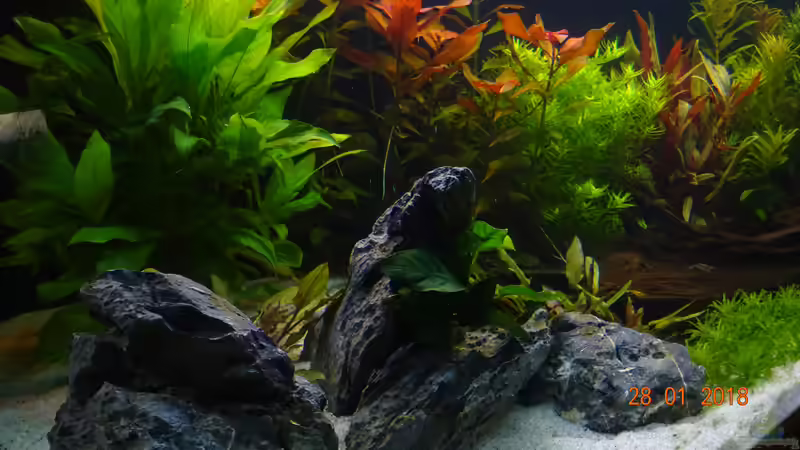 Schwarze Quarzsteine von Aqua-Josh (18)