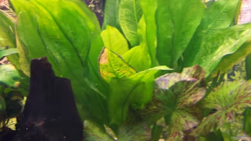 Schwarze riesen Amazonas von Stefan Arenth (9)