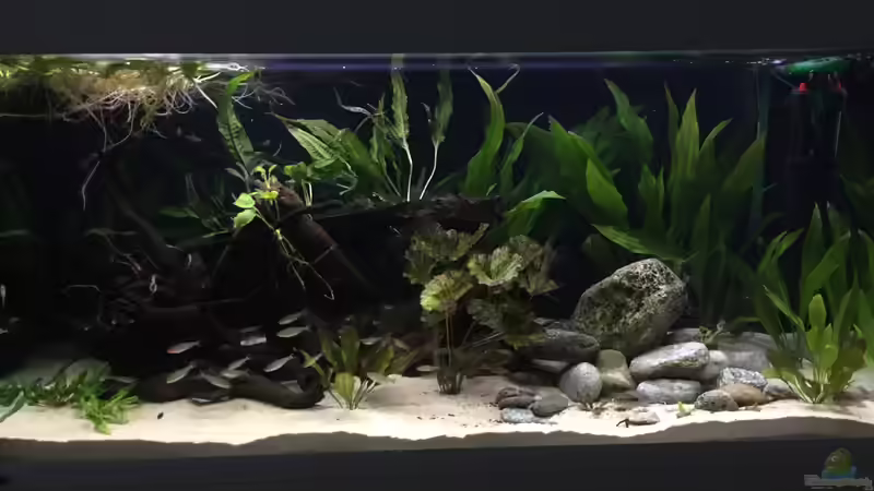 Schwarze Rückwand im Aquarium - Alles, was du wissen musst