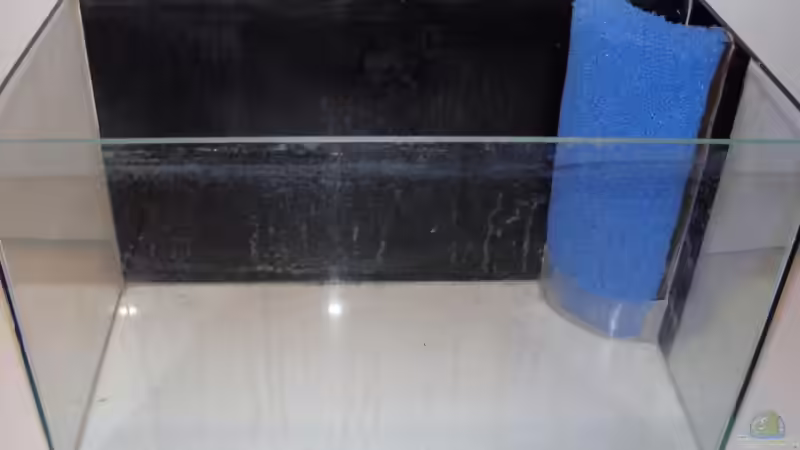 Schwarze Rückwand im Aquarium - Alles, was du wissen musst