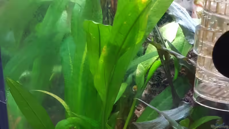 Schwarze Schwertpflanze von Mel (24)