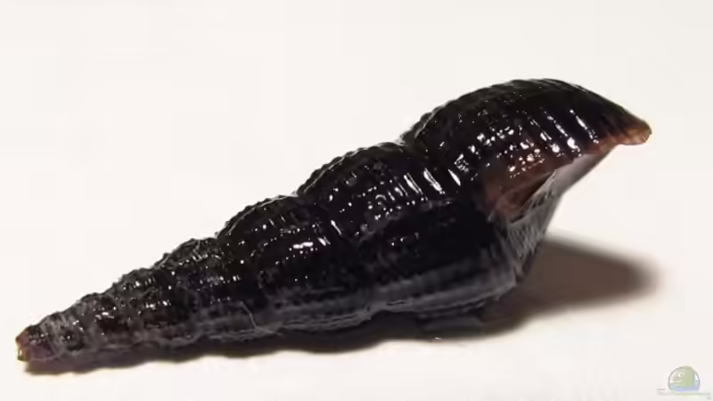 schwarze Turmdeckelschnecke von Andreas Zitt (12)