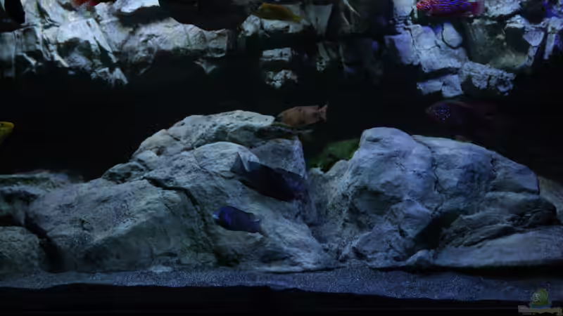 Schwarzer Aquariumsand - Wirkung, Vorteile, Pflege und die besten Einsatzmöglichkeiten im Aquarium