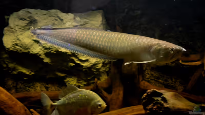 Schwarzer Arowana , jetzt ca. 50cm groß von GGuardiaNN (99)