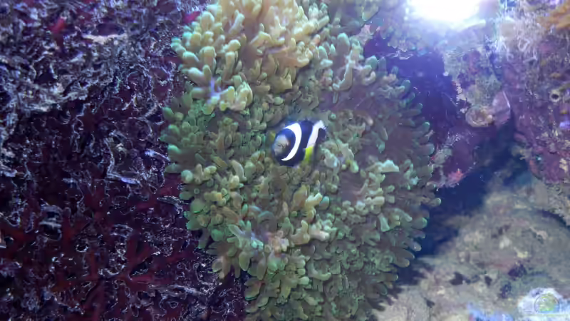 Schwarzer Clown in seiner Scheibenanemone. von Rolf Mohr (30)