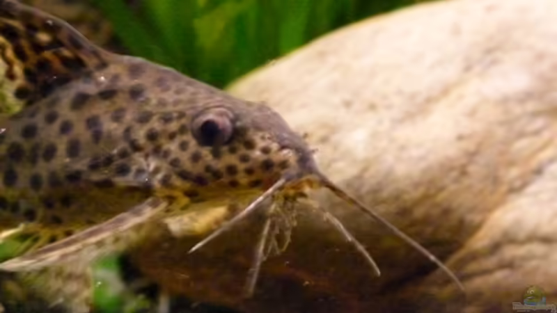 Schwarzer Fiederbartwels von Malawilike (10)