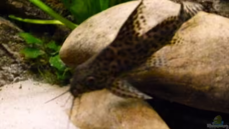 Aquarien mit Synodontis nigrita (Marmorierter Fiederbartwels)