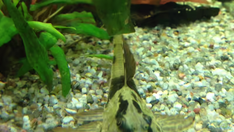 schwarzer Hexenwels  von Muschelherz (30)