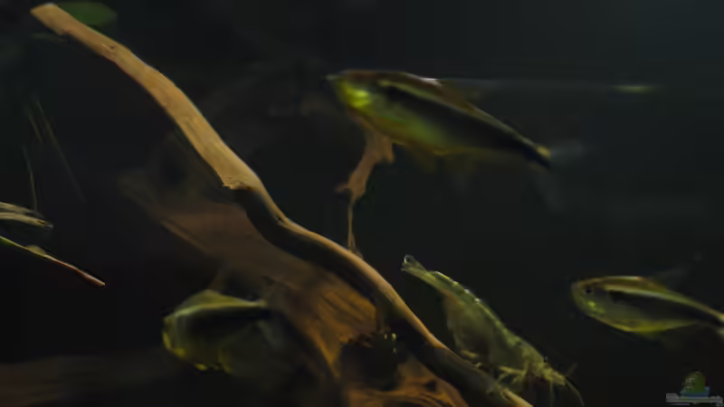 Schwarzer Neon / Amano Garnele von Jemafa (61)