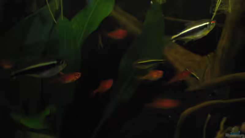 Schwarzer Neon & Funkensalmler von Jemafa (57)