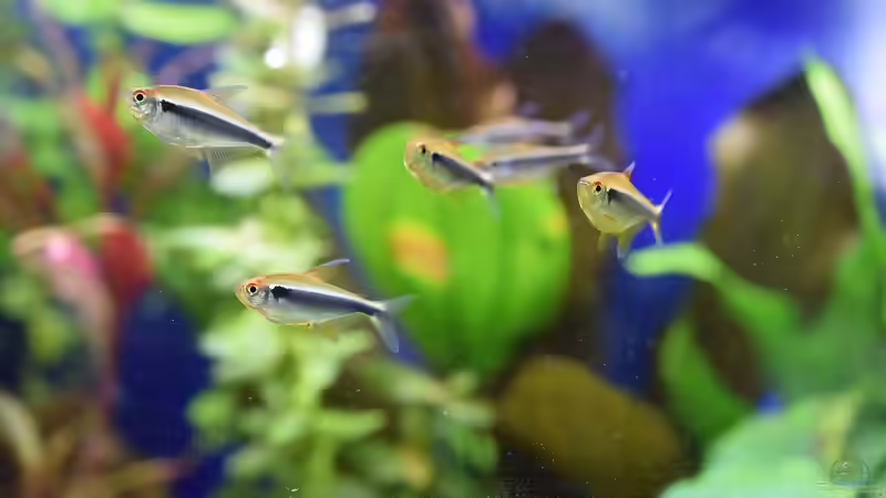 Aquarien mit Hyphessobrycon herbertaxelrodi