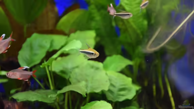 Schwarzer Neon (Hyphessobrycon herbertaxelrodi) und Weißflossen-Schmucksalmler (Hyphessobrycon von Acki50 (39)