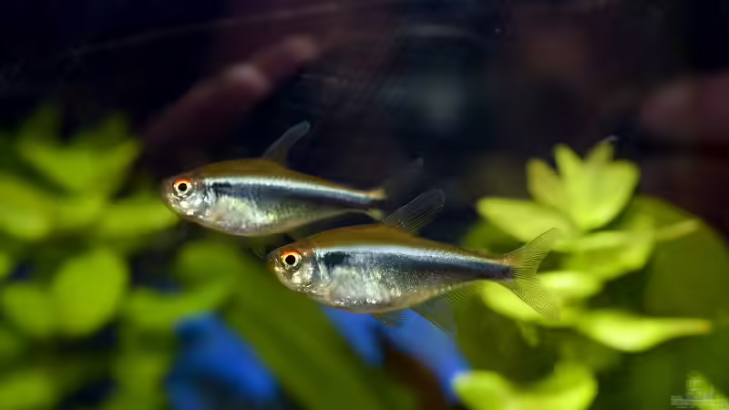 Schwarzer Neon (Hyphessobrycon herbertaxelrodi) von Acki50 (55)
