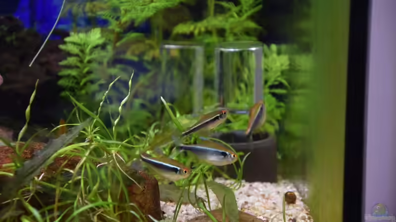 Schwarzer Neon (Hyphessobrycon herbertaxelrodi) von Acki50 (57)