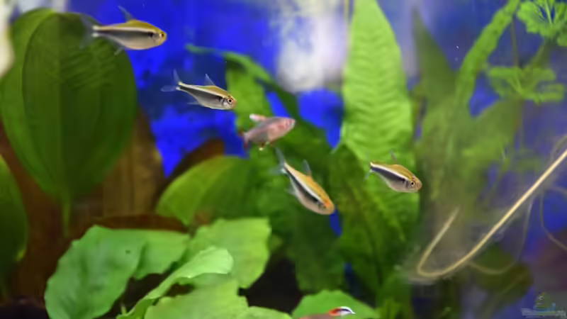 Aquarien mit Hyphessobrycon herbertaxelrodi