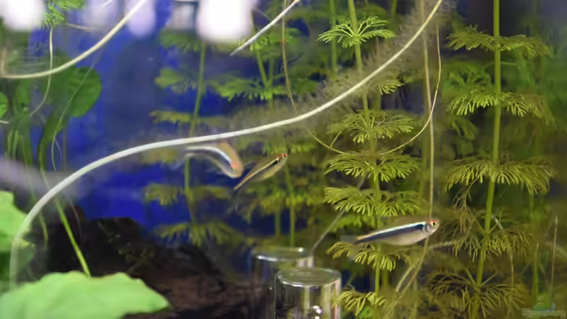Aquarien mit Hyphessobrycon herbertaxelrodi