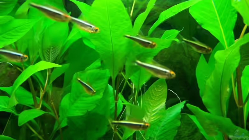 Aquarien mit Hyphessobrycon herbertaxelrodi