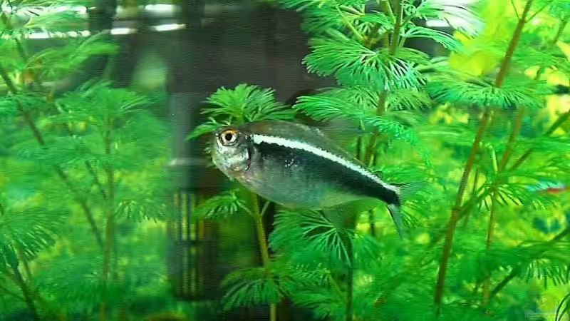 Schwarzer Neon (mein größter Neon) von Oliver Kemna (27)