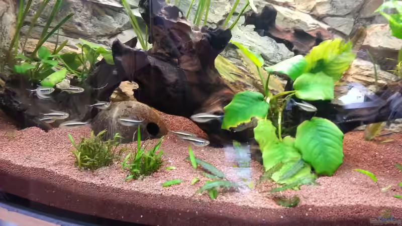 Schwarzer Neon von Der Dreiäugige Goldfisch (12)