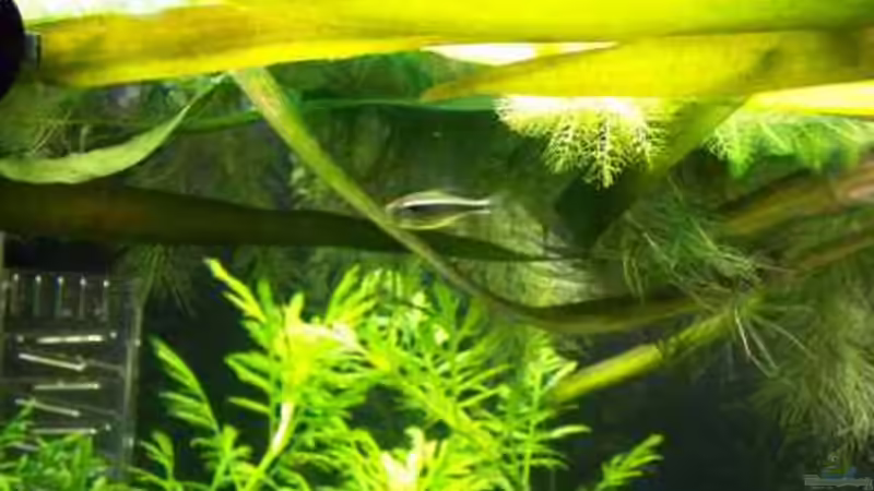 Schwarzer Neon von Firmi73 (8)