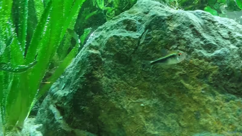 Schwarzer Neon von GiZZ55 (11)