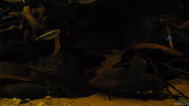 Schwarzer Neon von Jemafa (52)