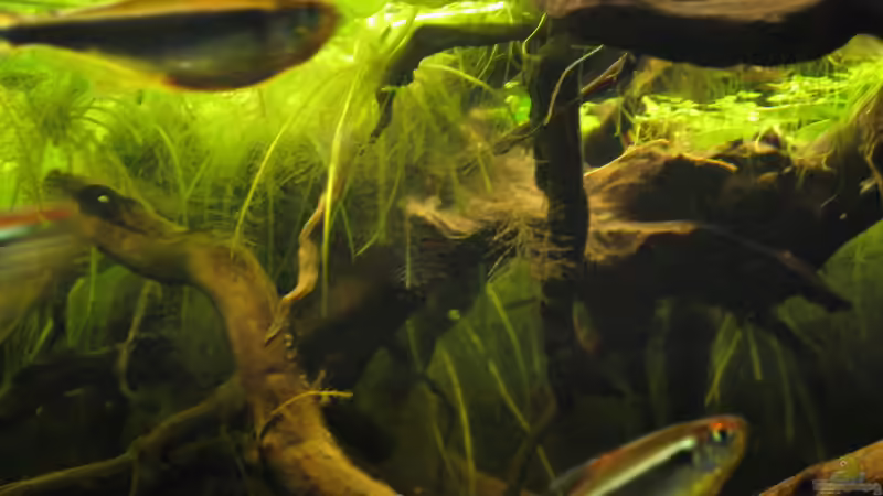 Schwarzer Neon von Jemafa (56)