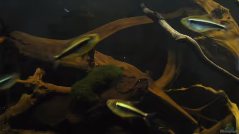 Schwarzer Neon von Jemafa (62)