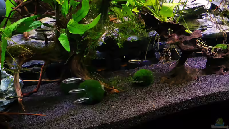 Schwarzer Neon von Mark H. (37)