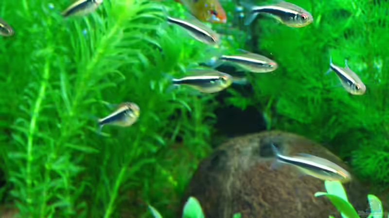 Schwarzer Neon von matze81 (25)