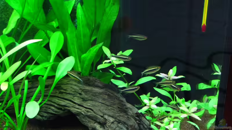 Schwarzer Neon von matze81 (31)