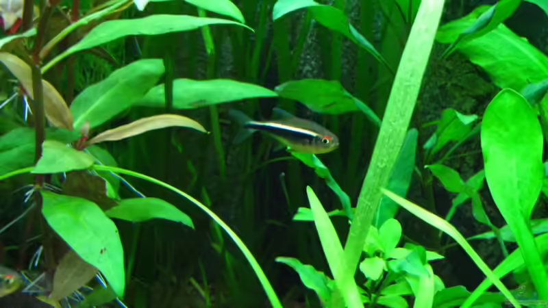 Schwarzer Neon von matze81 (36)