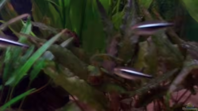 Schwarzer Neon von Michael Schillerwein (17)