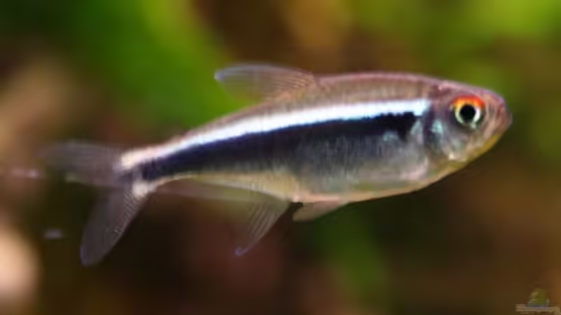 schwarzer neon von NlLs M0nt (20)