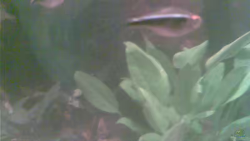 Schwarzer Neon von Sammy1981 (14)