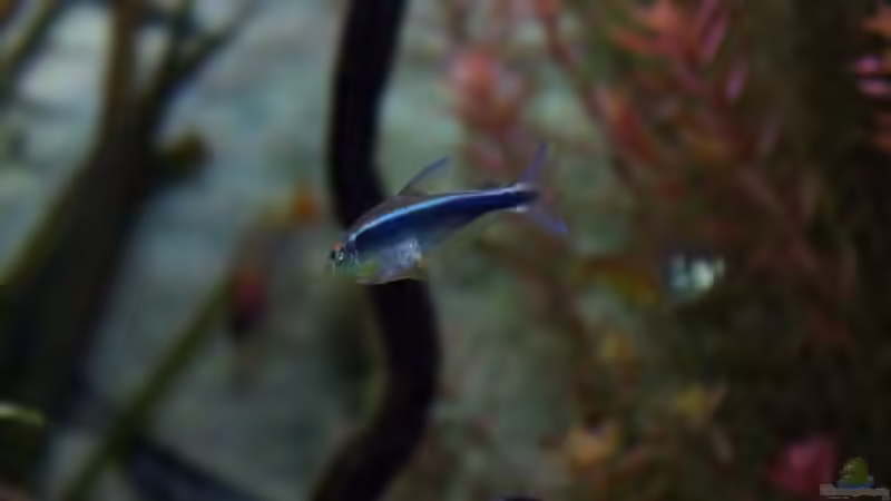 Schwarzer Neon von Tobias Huber (24)