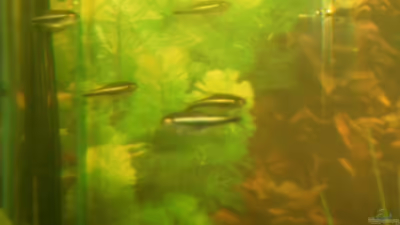 Schwarzer Neon von Tobias Ziemzek (21)