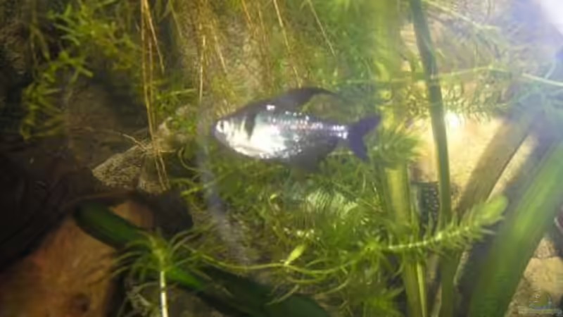 schwarzer Phantomsalmer von Leon Gauss (12)