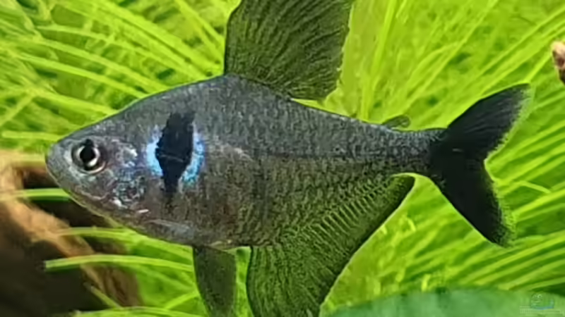 Schwarzer Phantomsalmler  von Fischsuppe (10)